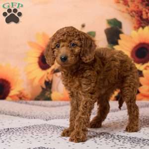 Callie, Miniature Poodle Puppy